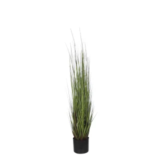 Mica Dogtail Gras grün in Topf 115 x 35 cm