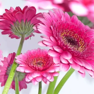 Braun & Company Servietten Motiv Pretty in Pink 33 x 33 cm - 20er Pack