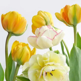 Braun & Company Servietten Motiv Soft Tulips 33 x 33 cm - 20er Pack