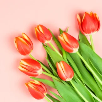 Braun & Company Servietten Modern Tulips 33 x 33 cm - 20er Pack
