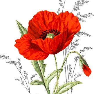 Braun & Company Servietten Motiv Roter Mohn 33 x 33 cm - 20er Pack
