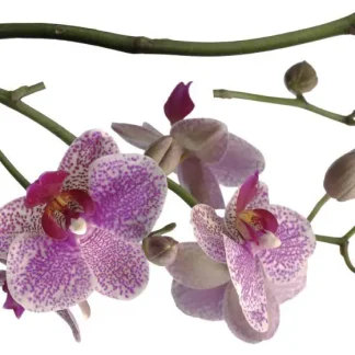 Komar Decosticker Orchidee 100 x 70 cm