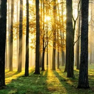 papermoon Vlies- Fototapete Digitaldruck 250 x 180 cm Sunny Forest