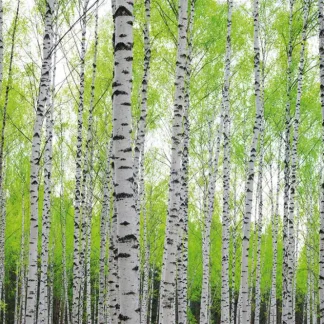 papermoon Vlies- Fototapete Digitaldruck 250 x 180 cm Birch Forest