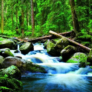 papermoon Vlies- Fototapete Digitaldruck 250 x 180 cm Deep Forrest