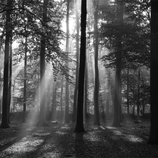 papermoon Vlies- Fototapete Digitaldruck 350 x 260 cm Forrest morning in black & white