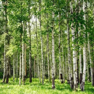 papermoon Vlies- Fototapete Digitaldruck 350 x 260 cm Birch Forest