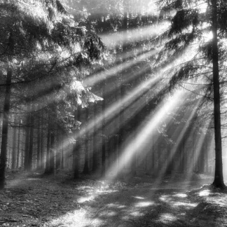 papermoon Vlies- Fototapete Digitaldruck 350 x 260 cm Wood Glade