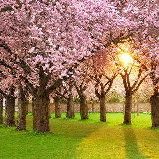 papermoon Vlies- Fototapete Digitaldruck 350 x 260 cm Cherry Tree Garden