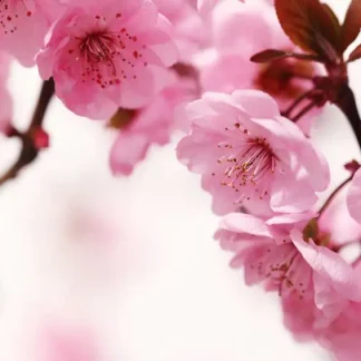papermoon Vlies- Fototapete Digitaldruck 50 x 260 cm Peach Blossom