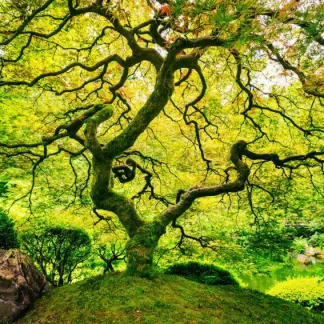 papermoon Vlies-Fototapete Digitaldruck 350 x 260 cm Japanese Maple Tree