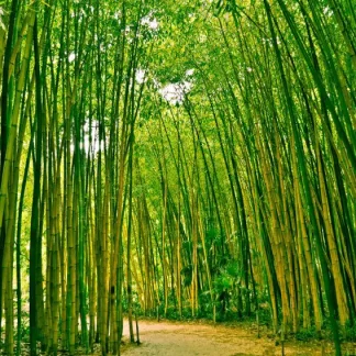 papermoon Vlies-Fototapete Digitaldruck 350 x 260 cm Bamboo Forest