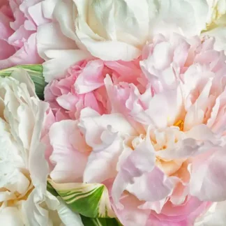 papermoon Vlies- Fototapete Digitaldruck 350 x 260 cm Blooming Peonies