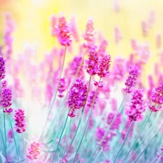 papermoon Vlies- Fototapete Digitaldruck 350 x 260 cm Lavender Flower
