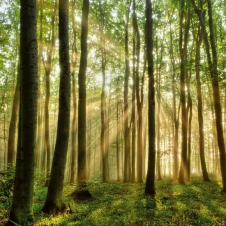 papermoon Vlies- Fototapete Digitaldruck 350 x 260 cm Forest