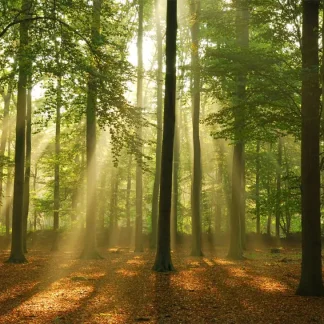 papermoon Vlies- Fototapete Digitaldruck 350 x 260 cm Forest in the Morning