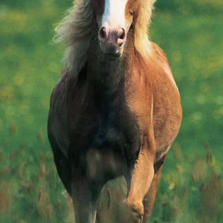 papermoon Vlies-Fototapete Wand & Türdekor Digitaldruck 90 x 200 cm Haflinger Horse