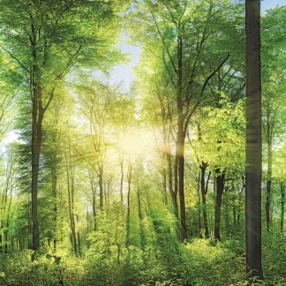 Deco-Glas Bild - Green Forest 125 x 50 cm
