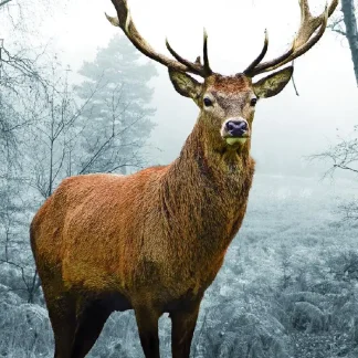 Deco-Glas Bild - Hirsch 80 x 30 cm