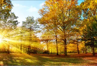 Deco-Glas Bild - Herbstwald 125 x 50 cm