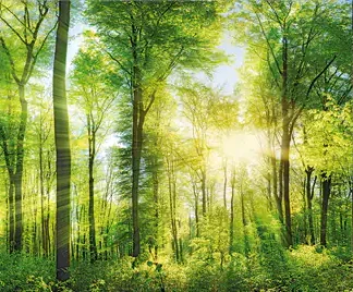 Deco-Canvas Bild - Wald 140 x 90 cm