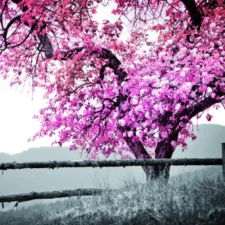 Deco-Panel Bild - Rosa Baum 90 x 58 cm