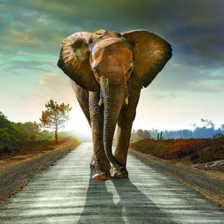 Deco-Canvas Bild - Elefant 116 x 76 cm