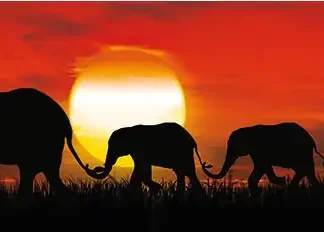 Deco-Panel Bild - Sunset Elefants 90 x 29 cm
