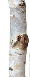 Birkenholzsticks 100% Natur 40 cm