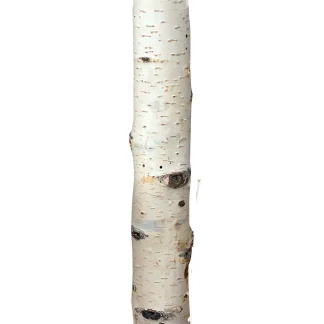 Birkenholzsticks 100% Natur 40 cm