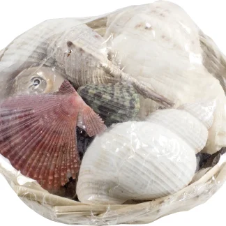 Glorex Muschelmix 14 cm 350 g
