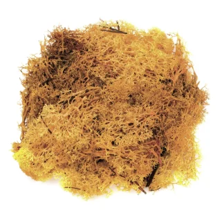 Glorex Islandmoos orange 50 Gramm