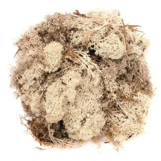 Glorex Islandmoos natur 50 Gramm