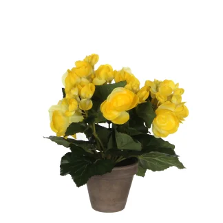 Mica Begonia im Topf gelb, 25 x 20 cm