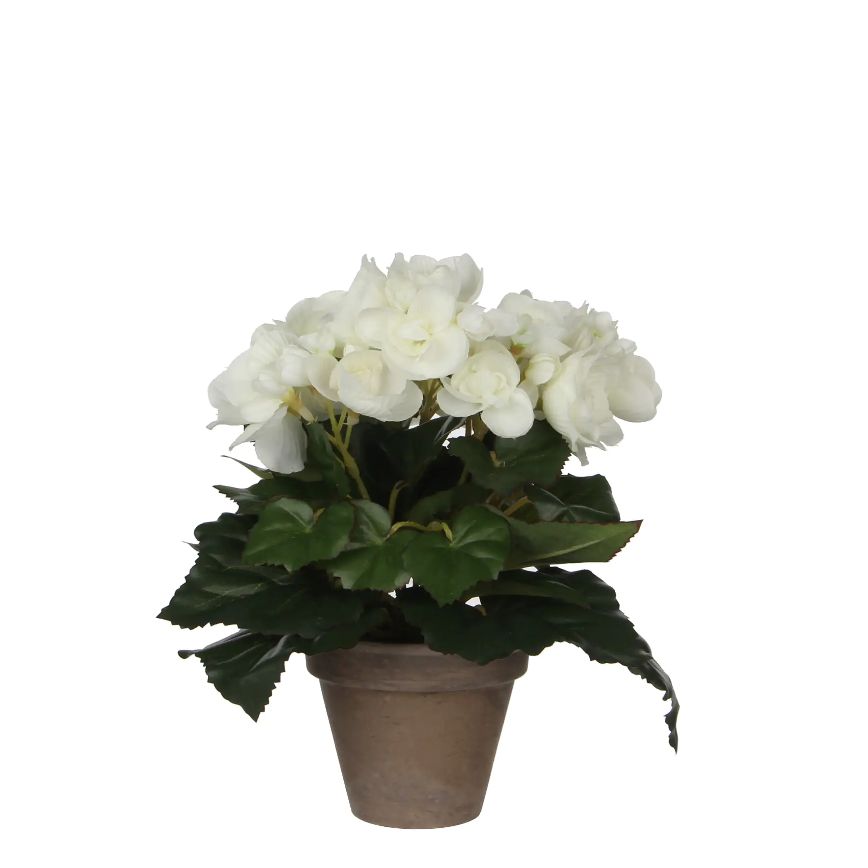 Mica Begonia im Topf weiß, 25 x 20 cm
