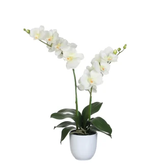 Mica Kunstpflanze Phalaenopsis im Topf creme, 66 x 38 cm