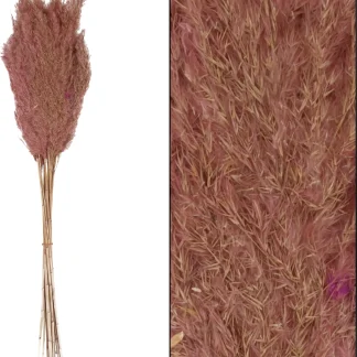 Dijk Schilf Feder 75 cm