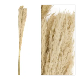 Dijk Schilfrohrfeder Wild gebleicht 115 cm