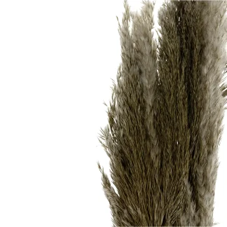 Dijk Pampas Gräser Natur 100 cm