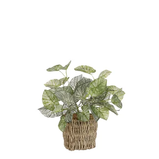 Mica Kunstpflanze Begonie im Korb grün 33 x 12 cm
