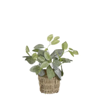 Mica Kunstpflanze Fittonia im Korb grün 33 x 12 cm
