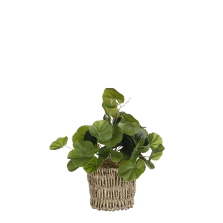 Mica Kunstpflanze Pilea im Korb grün 33 x 12 cm