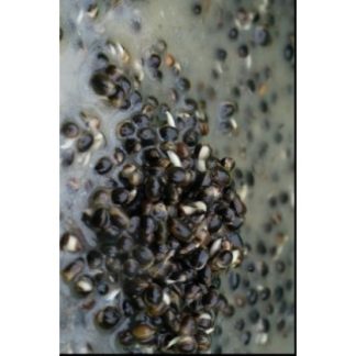 Visaasonline Oily Hemp Visready